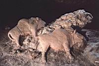 France, Ariege, Montesquieu-Avantes, Grotte Le Tuc d'Auboudert, Modelage en argile de deux bisons (Magdalenien)